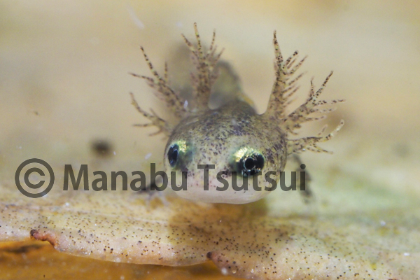 アカハライモリの幼生 - 筒井 学の 昆虫VIEW