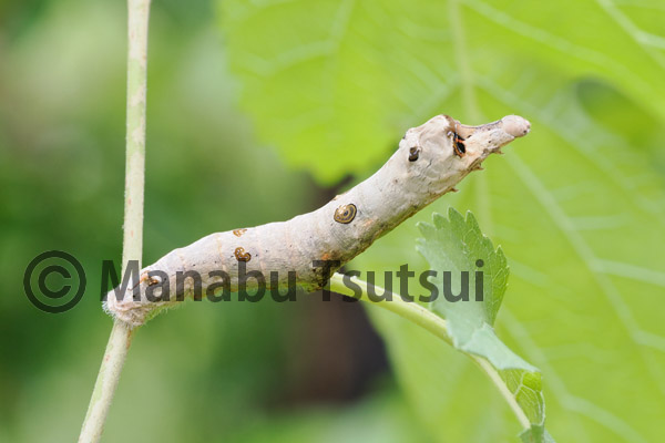 クワコの護身術 - 筒井 学の 昆虫VIEW