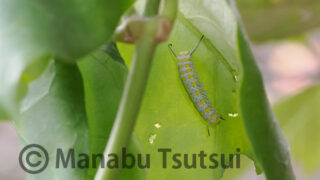 アサギマダラの幼虫探し - 筒井 学の 昆虫VIEW